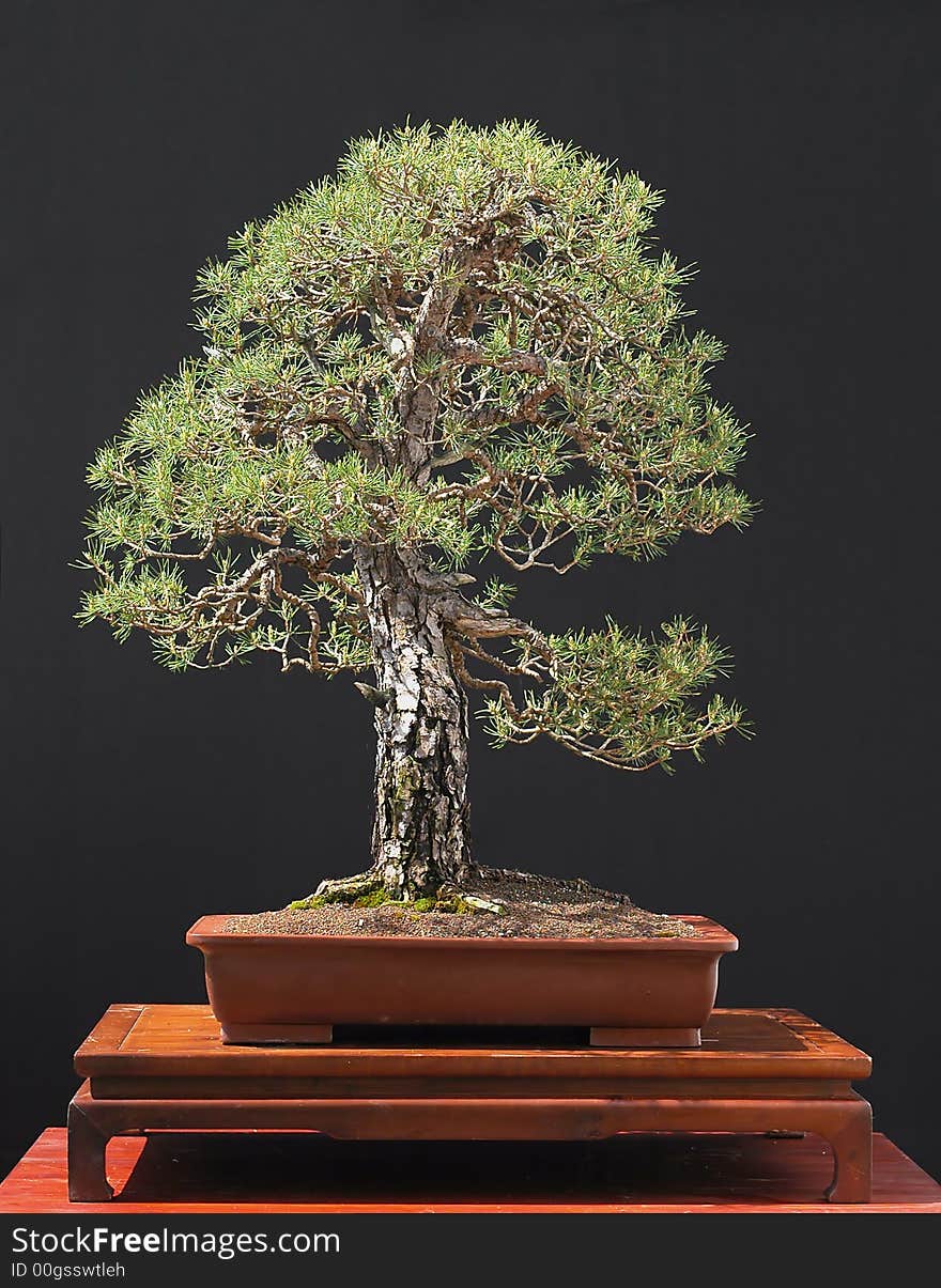 Scots pine, Pinus sylvestris, 90 cm. Scots pine, Pinus sylvestris, 90 cm