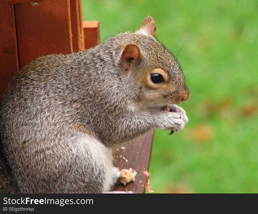 A squirrel sitting on a bird table