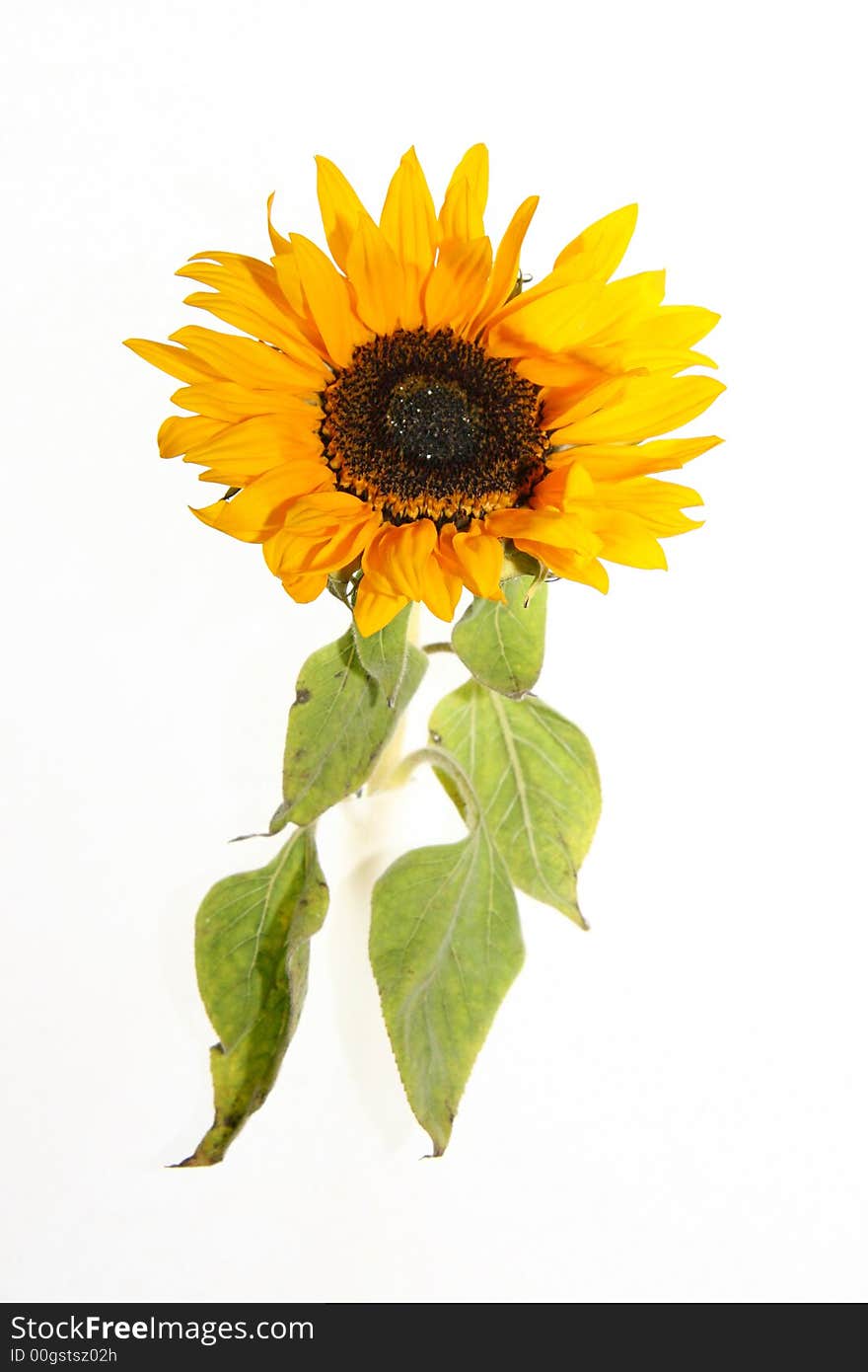 An isolated sunflower against a white background