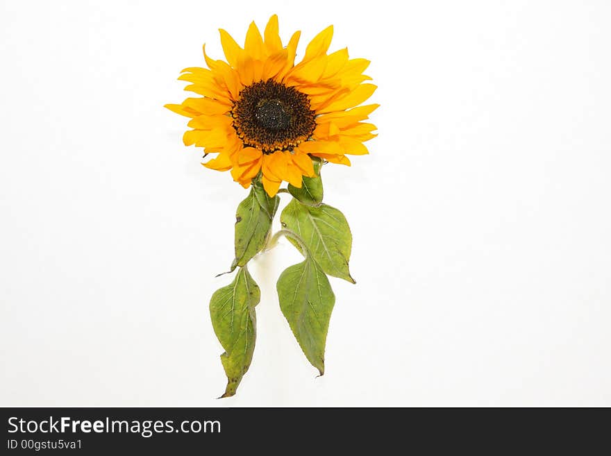 An isolated sunflower against a white background