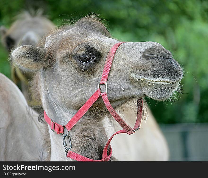 Portrait of nice bactrian camel. Portrait of nice bactrian camel