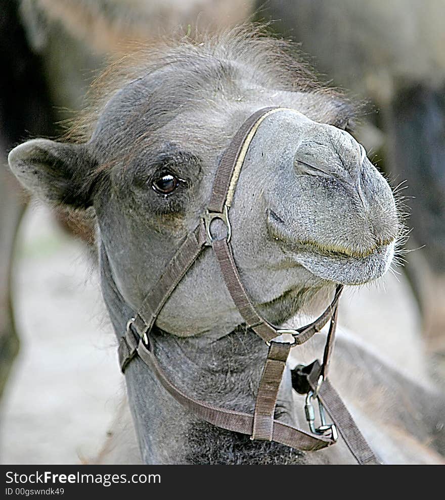 Portrait of young bactrian camel. Portrait of young bactrian camel