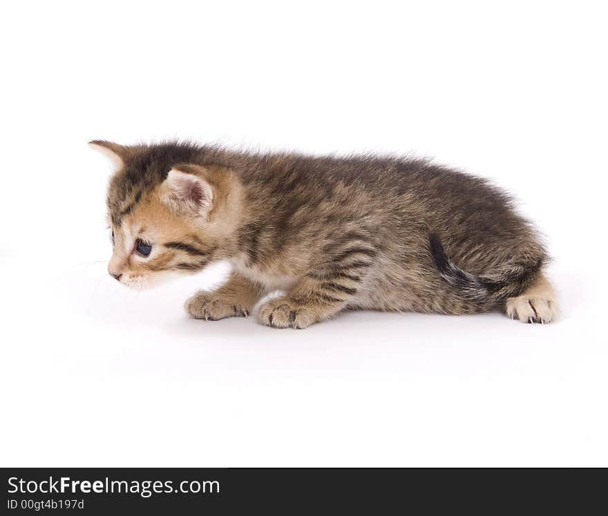 A small kitten sitting on a white background. A small kitten sitting on a white background