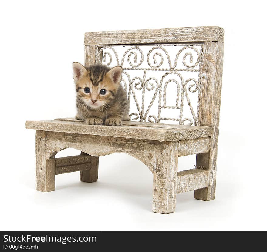 Kitten on a bench