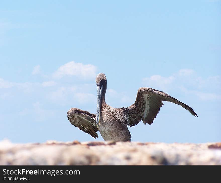 Pelican with wings spread