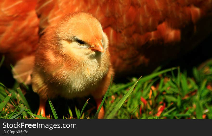 Aracauna Chick 4