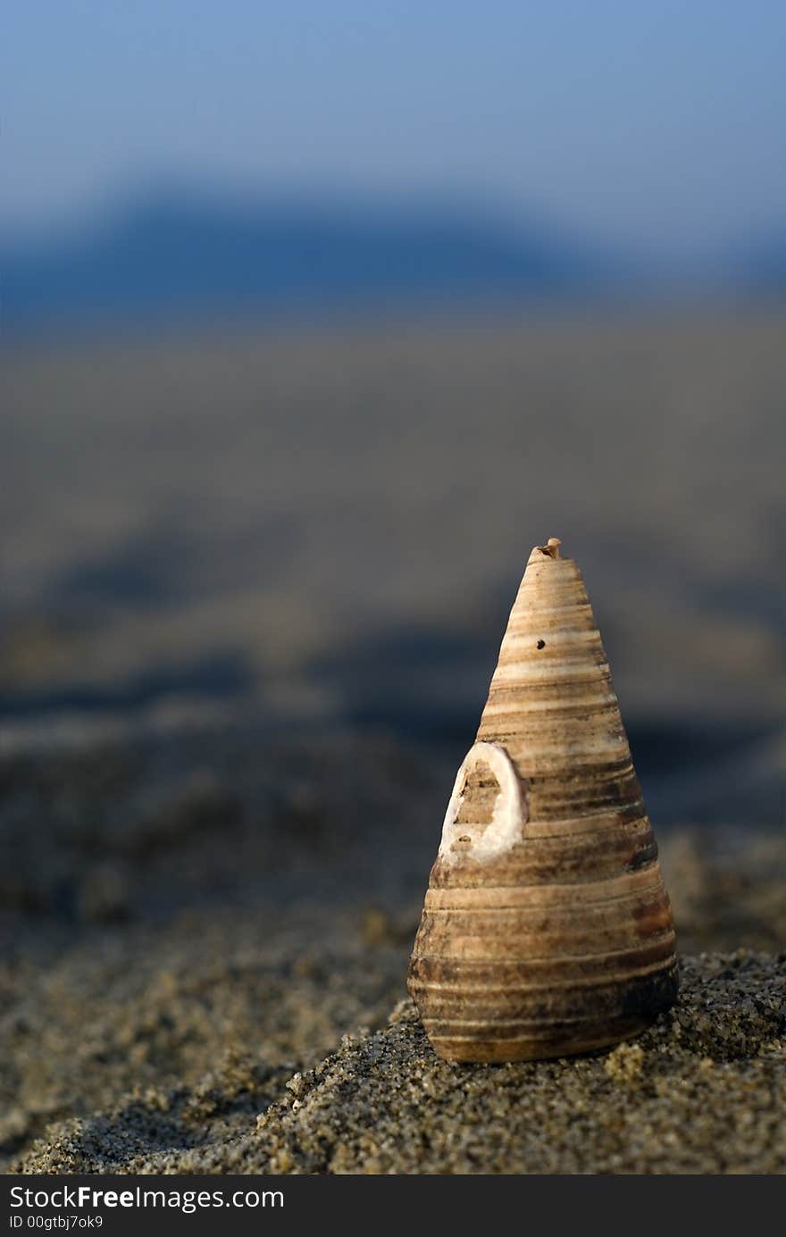 Close up of a shell in the beach