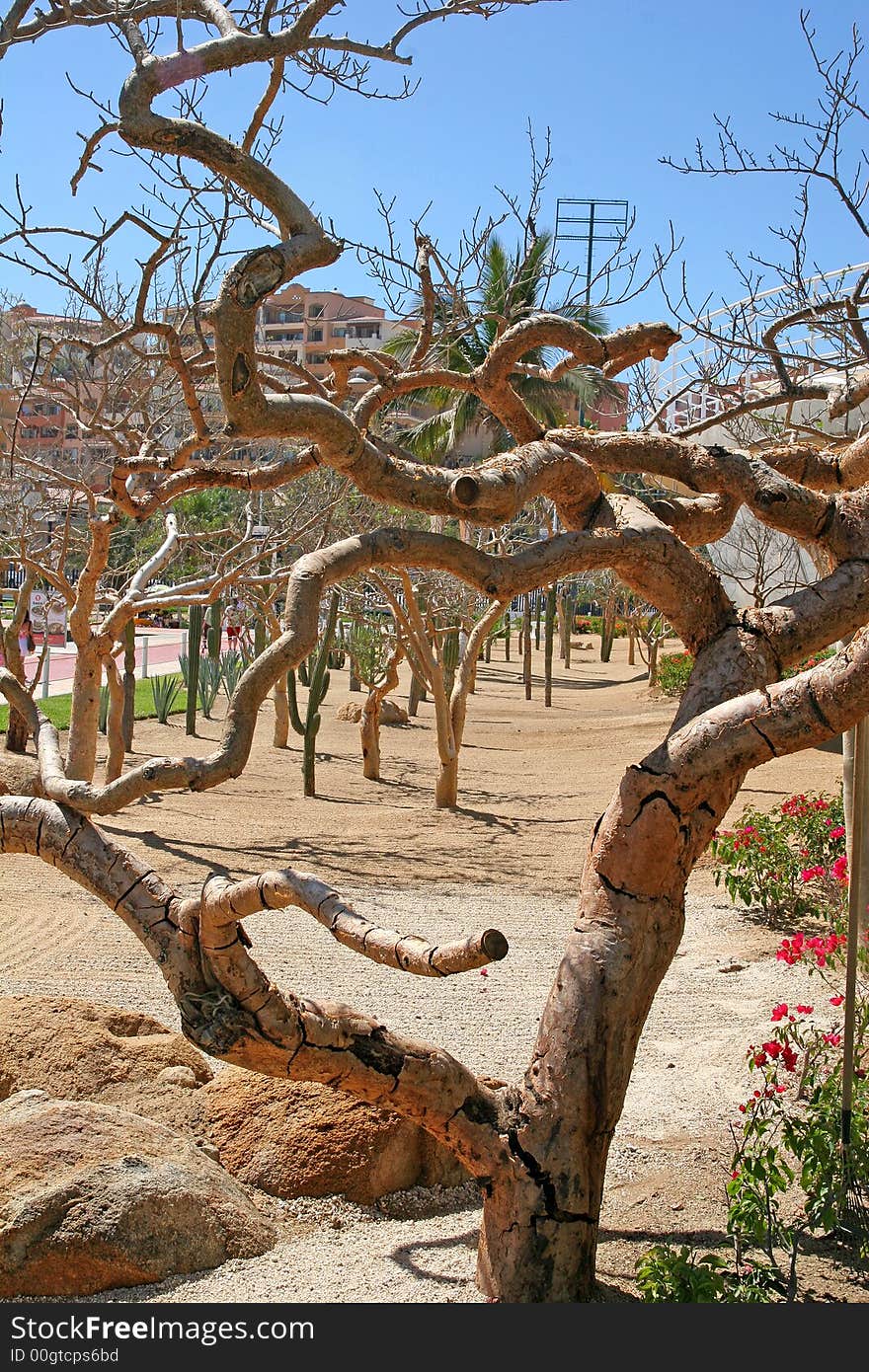 Desert Tree