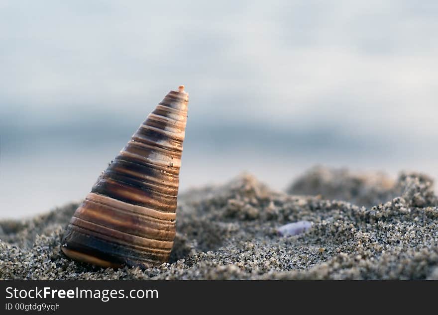 Close up of a shell in the beach