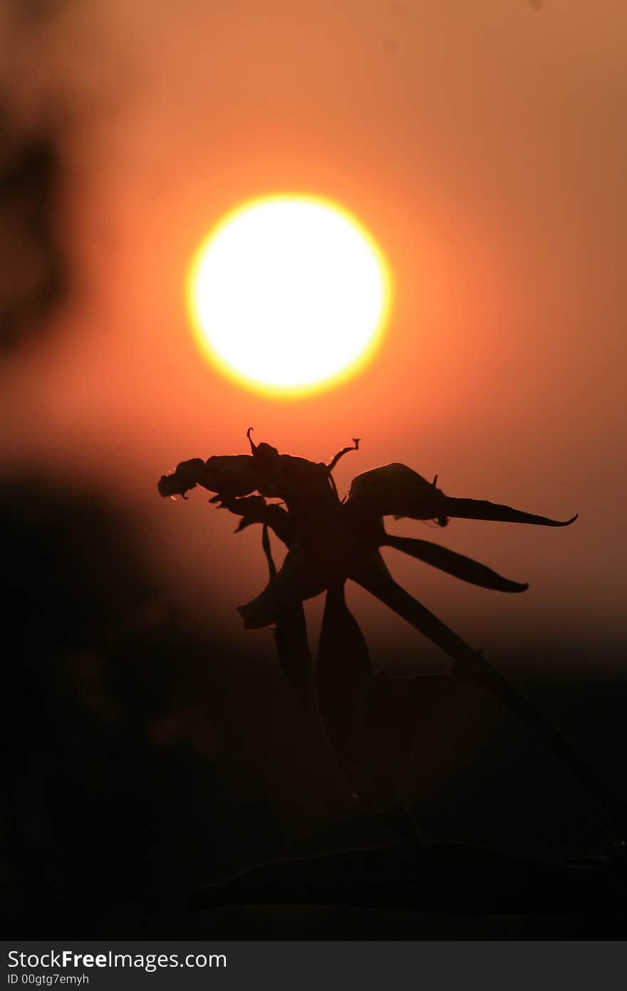 Sunset With Silhouette