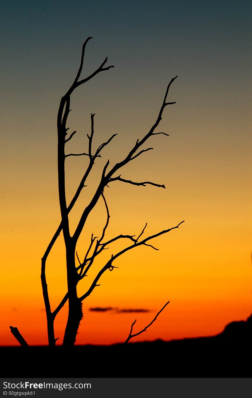 Desert tree silhouette on sunset