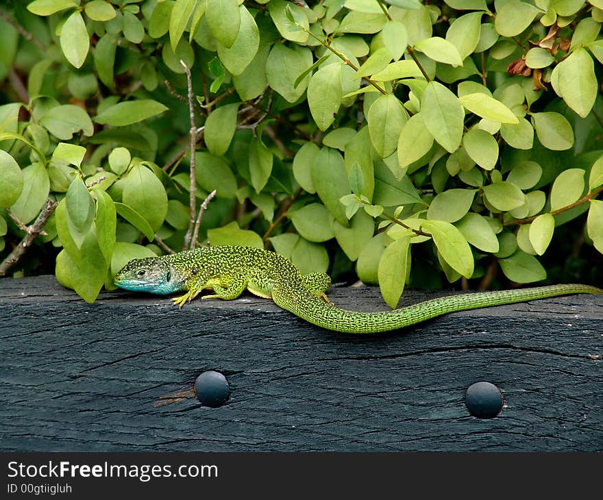 Green Lizard and Leaves