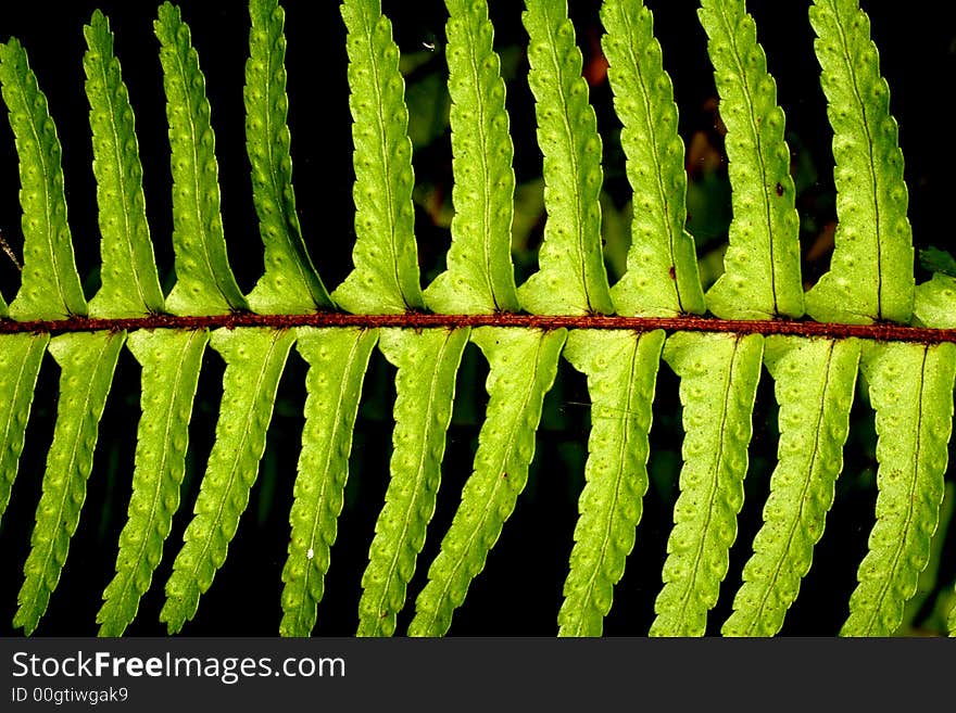 Fern Frond Detail