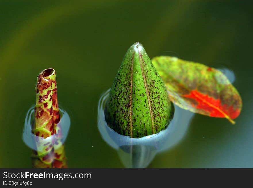 A red color water lily