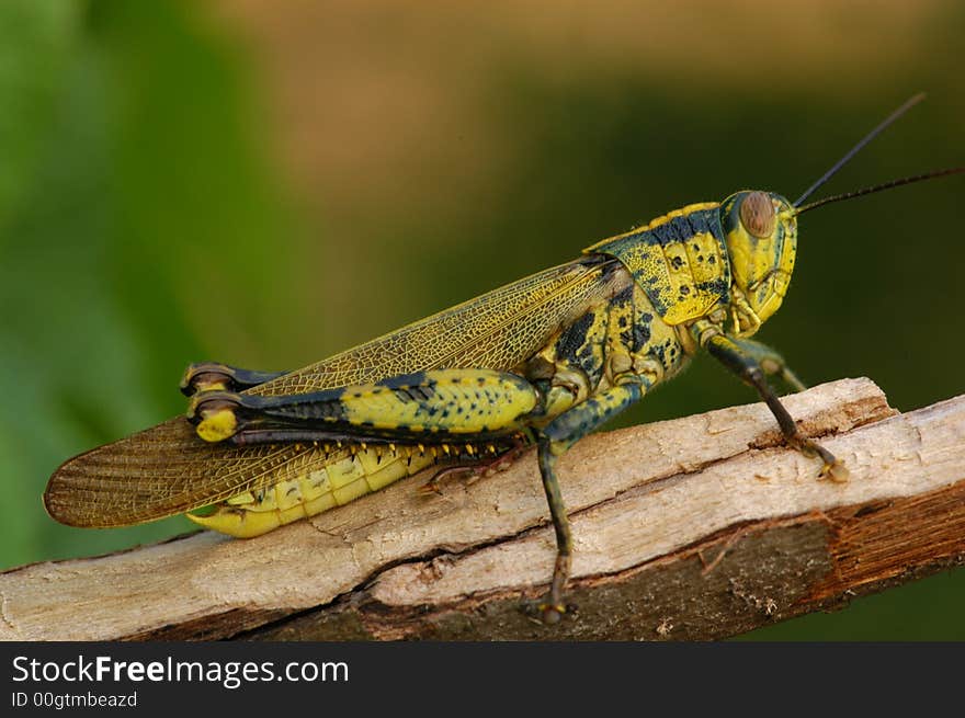 Brown color grasshopper in the garden