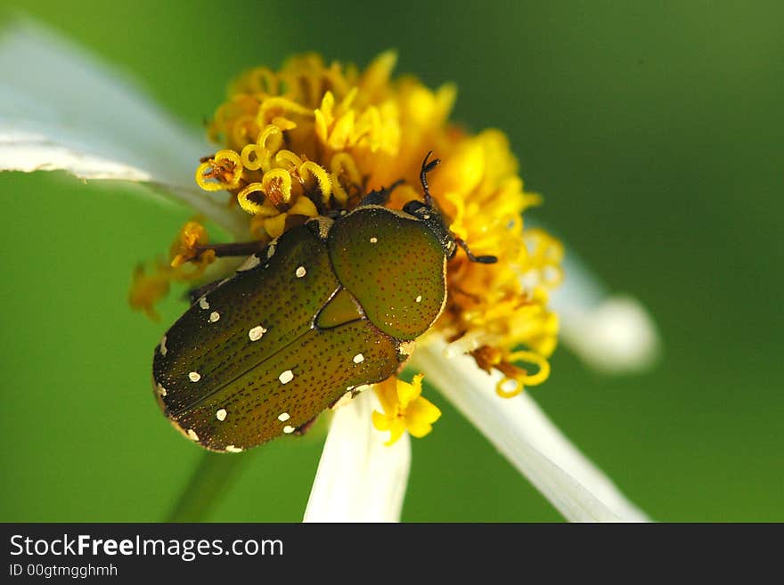 Beautiful Beetle And Flowers