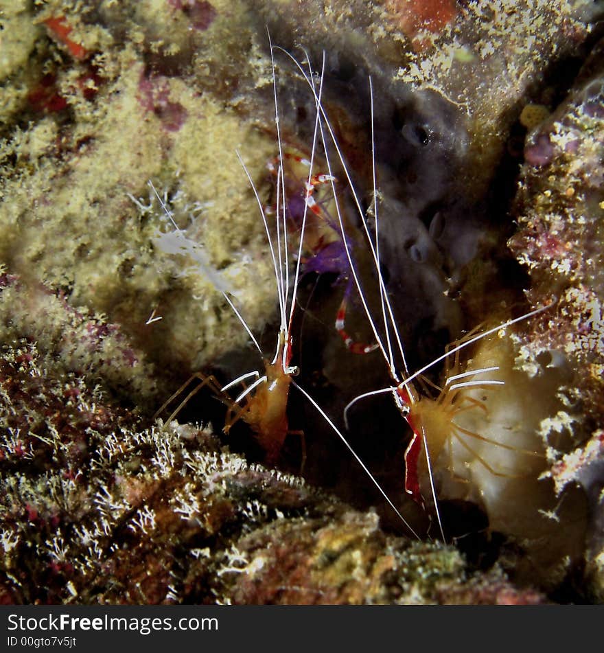 Commonly known as white-banded cleaner shrimp. This species is very tame towards divers. Commonly known as white-banded cleaner shrimp. This species is very tame towards divers.