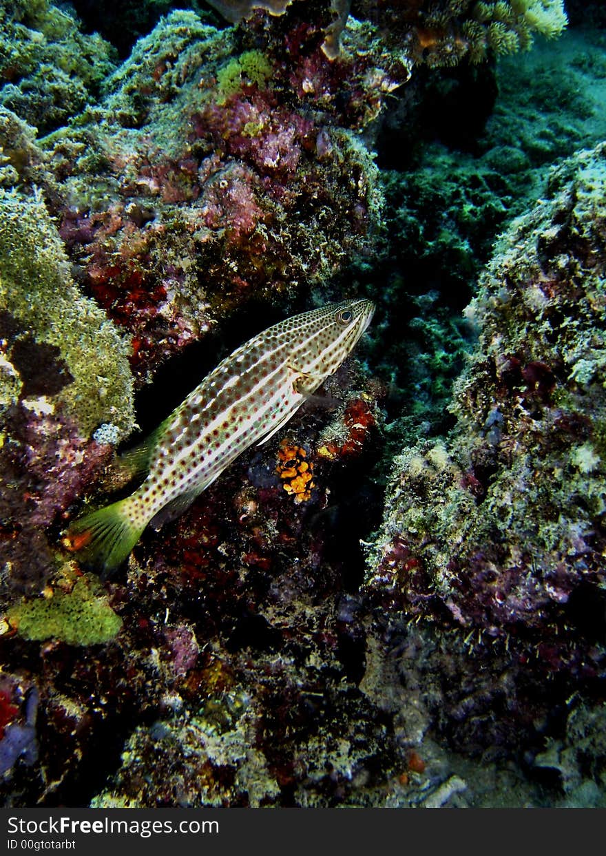 This fish is a predator commonly found in sheltered coastal & outer reefs. This fish is a predator commonly found in sheltered coastal & outer reefs.