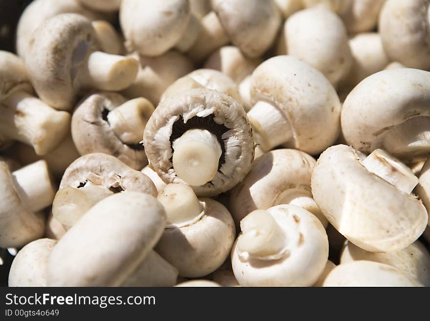 Plate full of agarics