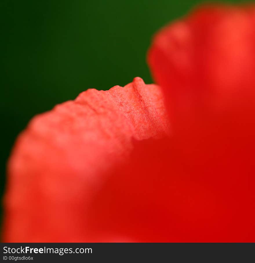 Red poppy