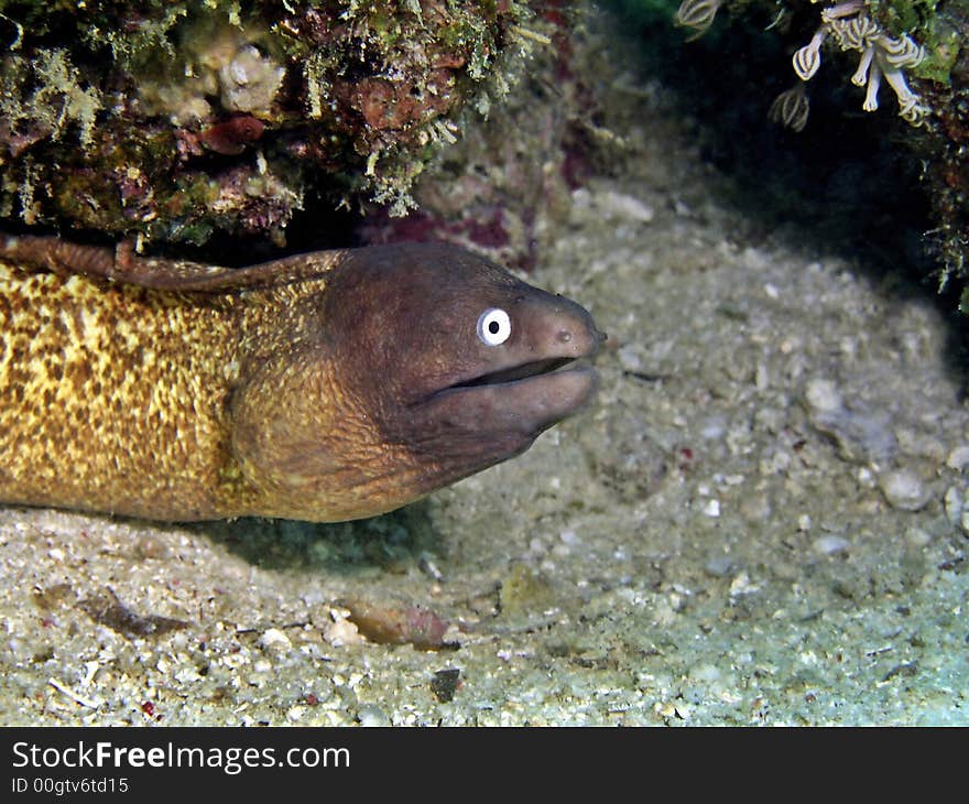 Aka White-eyed Moray Eel. The tamer of its species. Aka White-eyed Moray Eel. The tamer of its species.