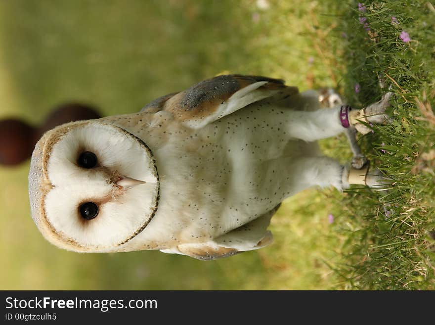 Veil owl