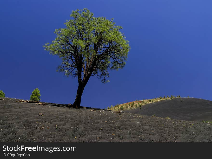 A tree grows against the stark background of a black lava field at Sunset Crater Volcano against a blue Arizona sky. A tree grows against the stark background of a black lava field at Sunset Crater Volcano against a blue Arizona sky