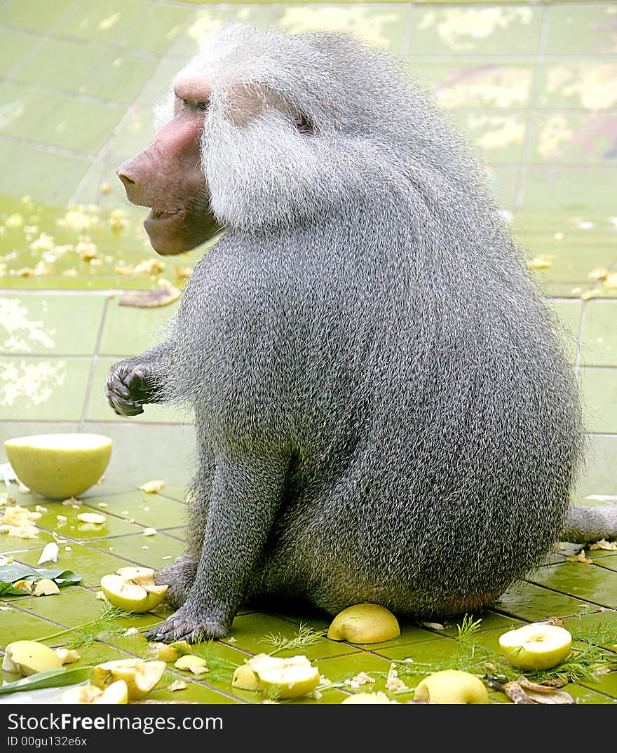 Old leader of baboon herd. Old leader of baboon herd