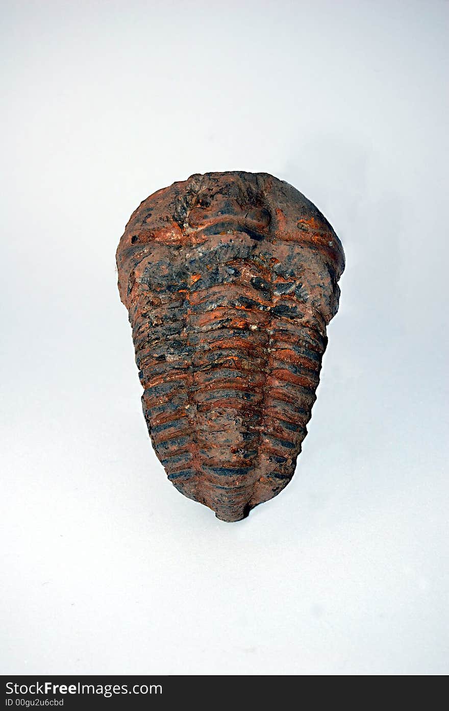 Fossilized Trilobite Phacops a three lobed sea creature not unlike our current day lobster