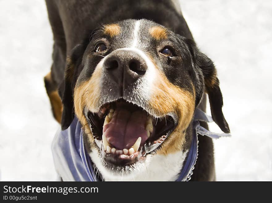 A bernese mountain dog in the snow