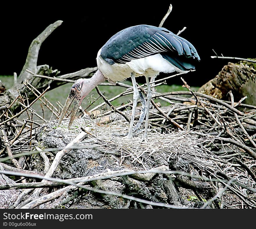 Marabou looking after its nest. Marabou looking after its nest