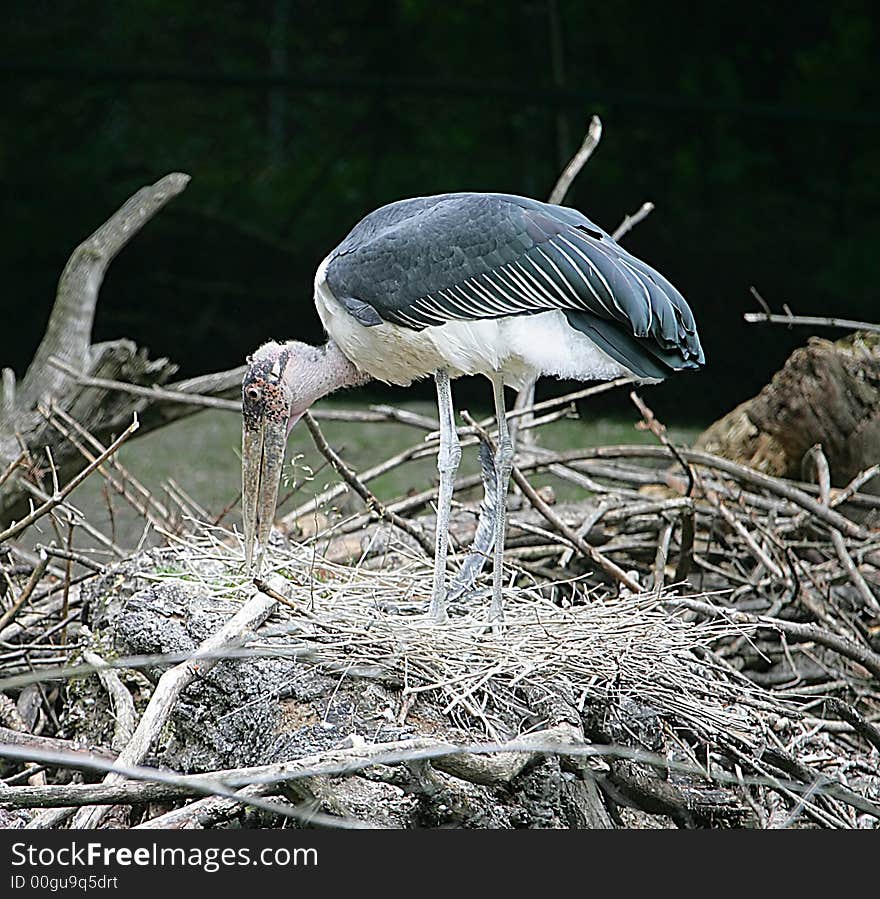 Marabou looking after its nest. Marabou looking after its nest