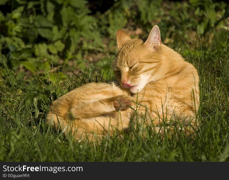 Cat Cleaning Its Fur