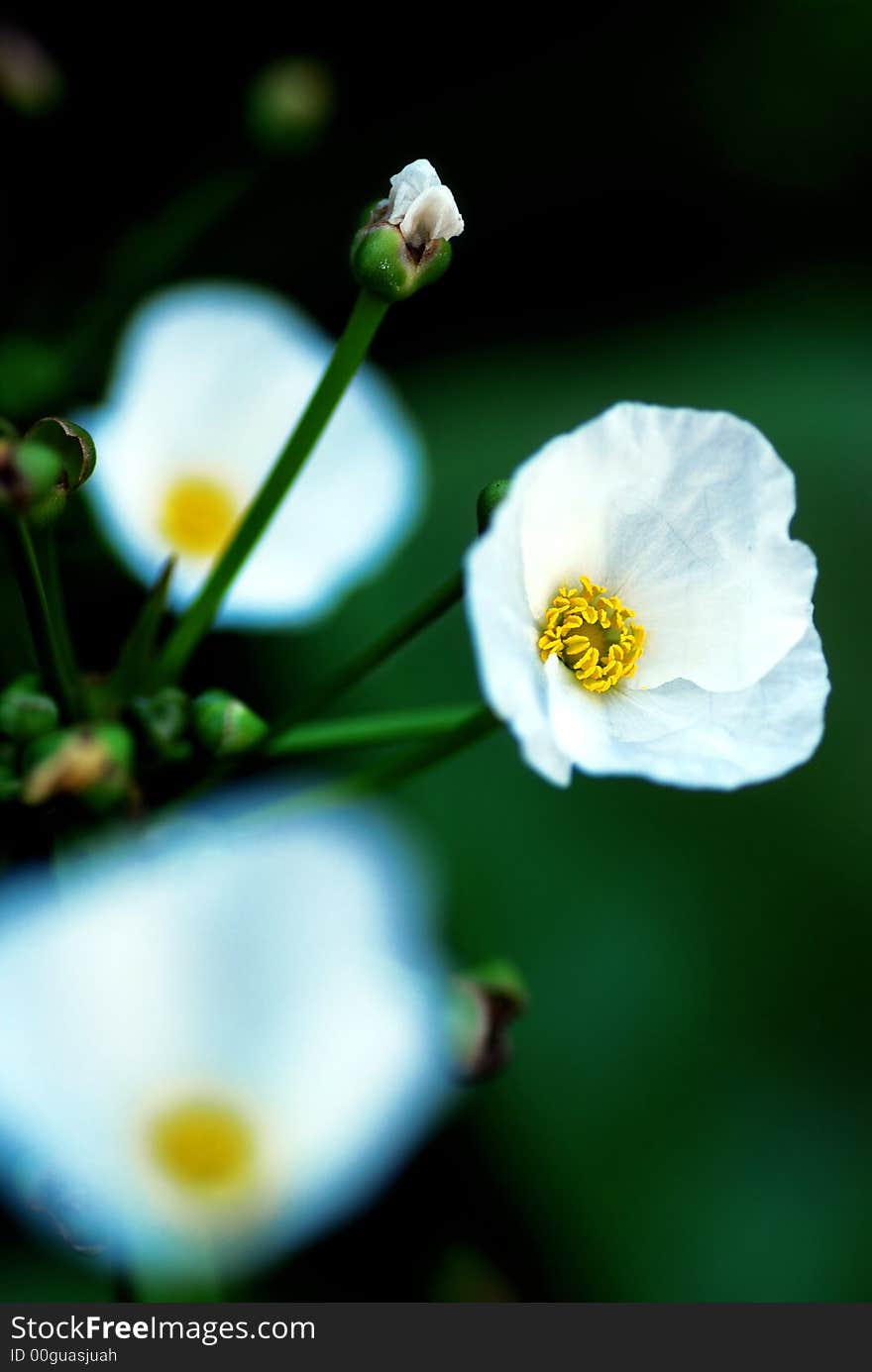 Close up of white flowers