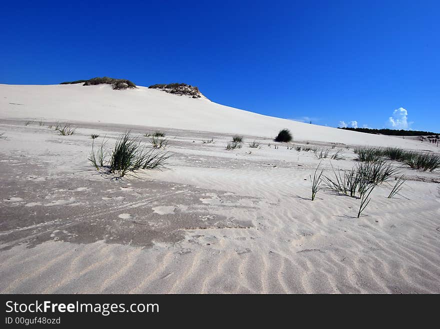 lonely green grass growing on the sand dunes on the desert with blue sky background. lonely green grass growing on the sand dunes on the desert with blue sky background