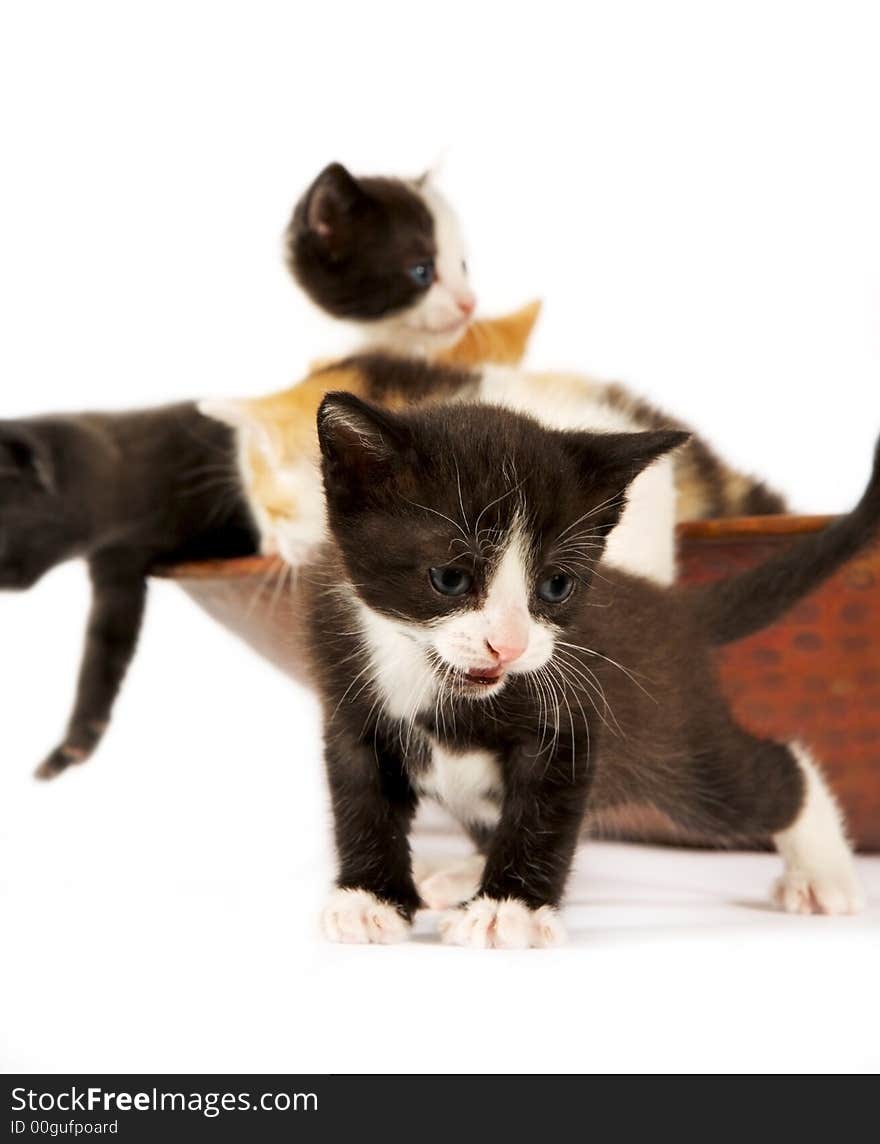 Small cute kitties on a white background. Small cute kitties on a white background