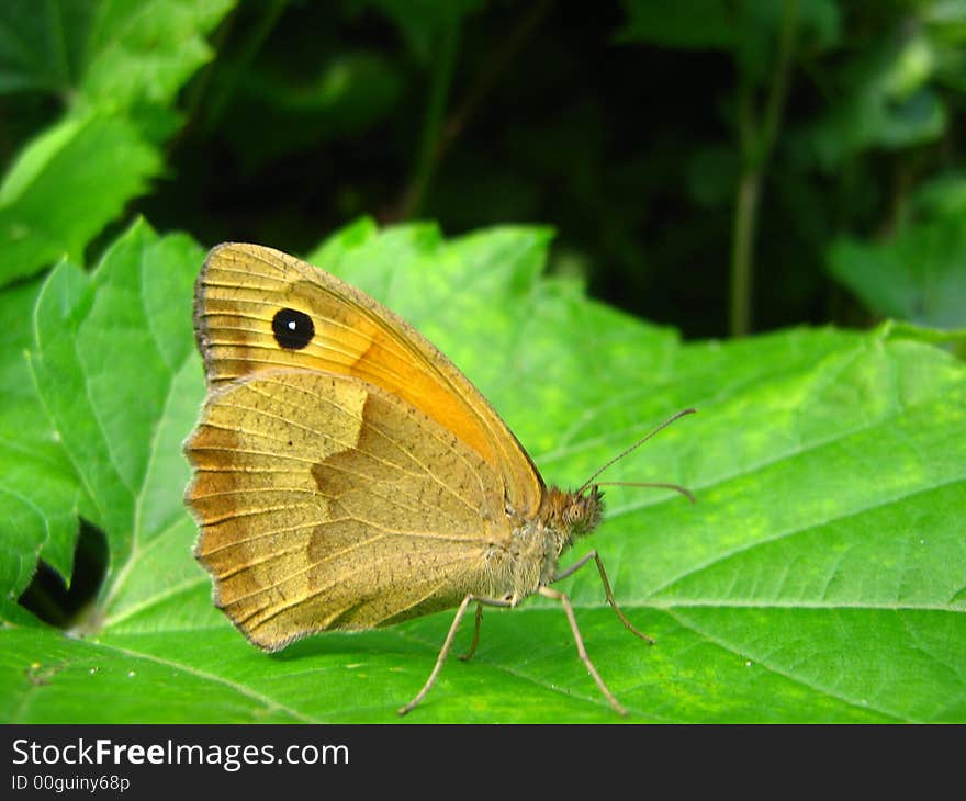 A butterfly on a leaf