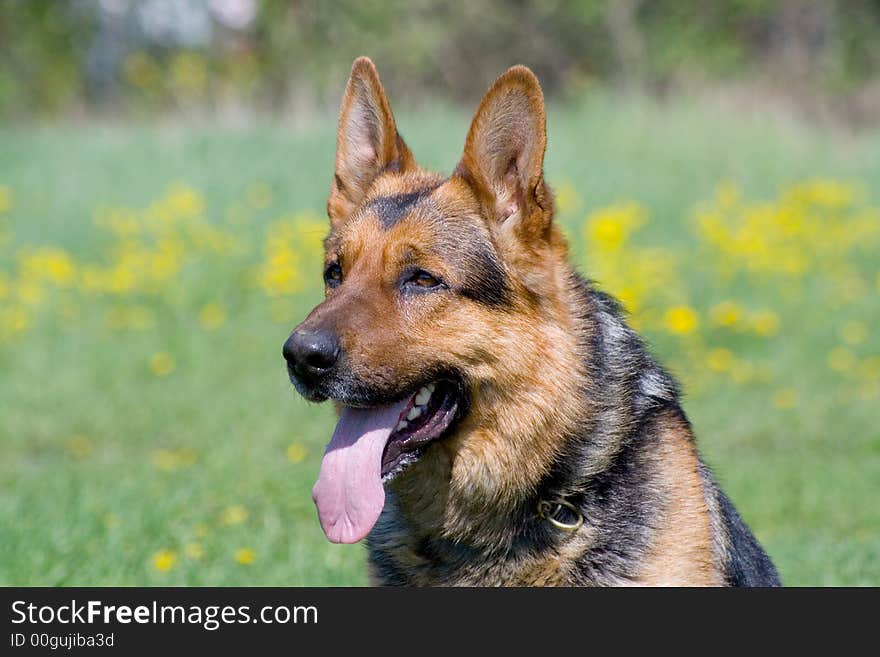 Germany shepherd sitting in the garden. Germany shepherd sitting in the garden