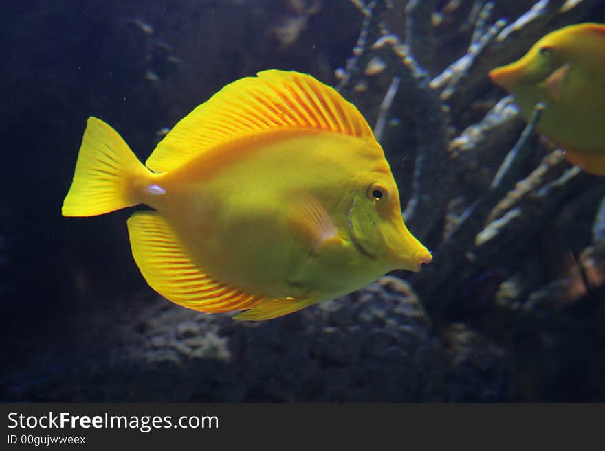 Yellow Surgeonfish