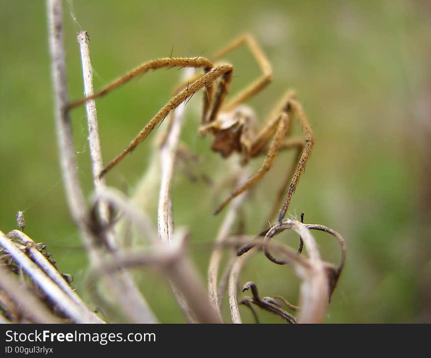 A dangerous spider ready to attack his enemy!