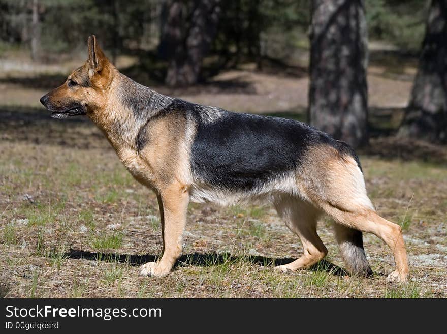 Shepherd in the forest