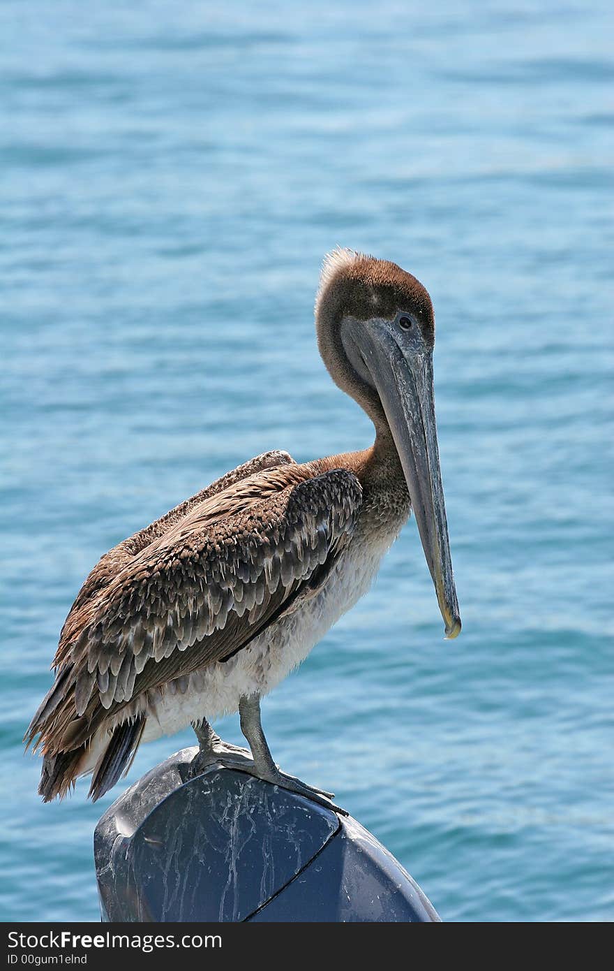 Pelican on Engine