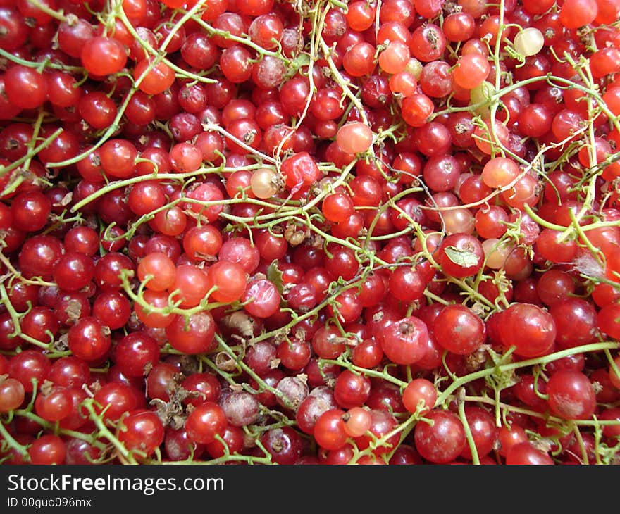 A lot of ripe red currant