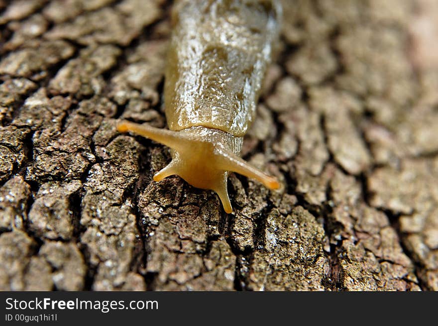 Big brown slug  on the tree. Big brown slug  on the tree