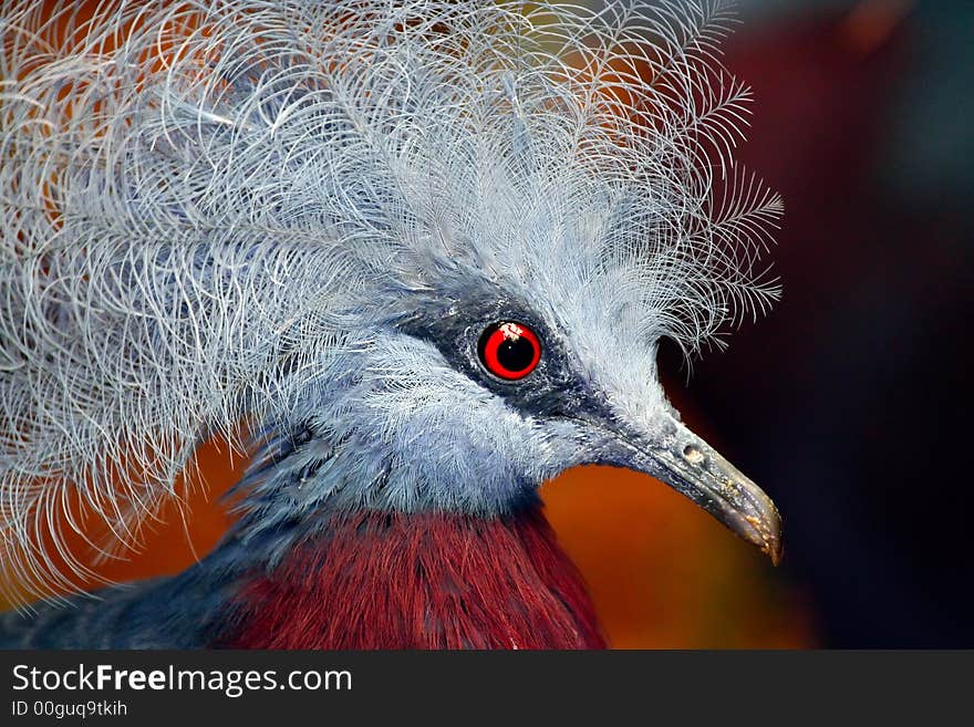 Crowned Pidgeon