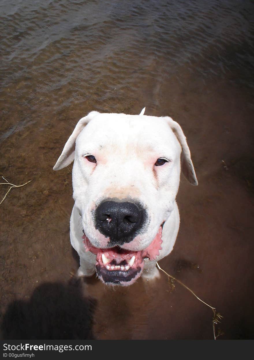 Dogo Argentino G Cuchillo