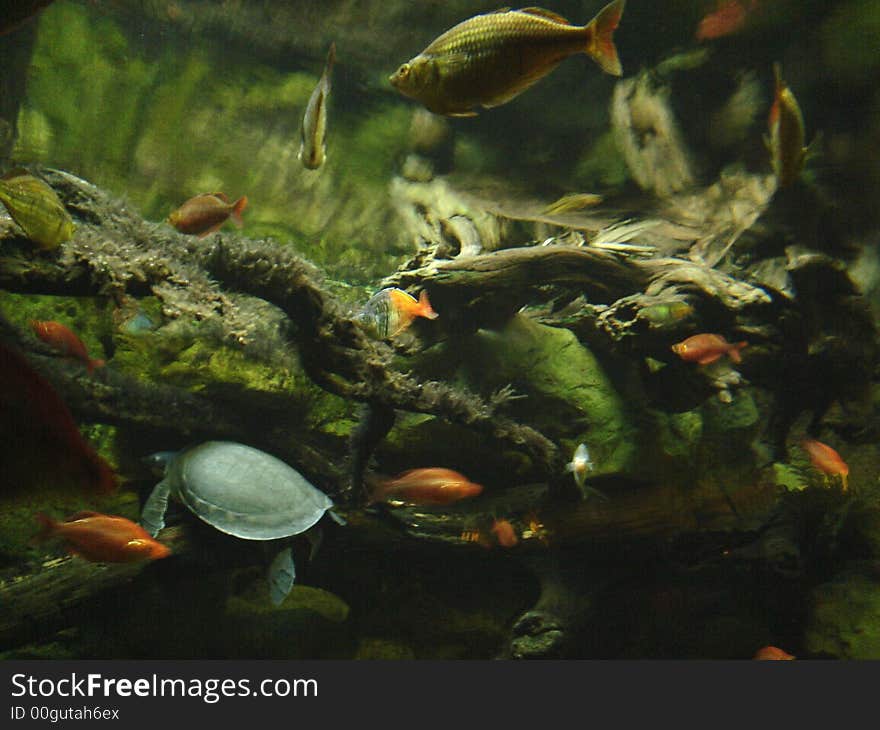 Fish and turtle underwater in a tank