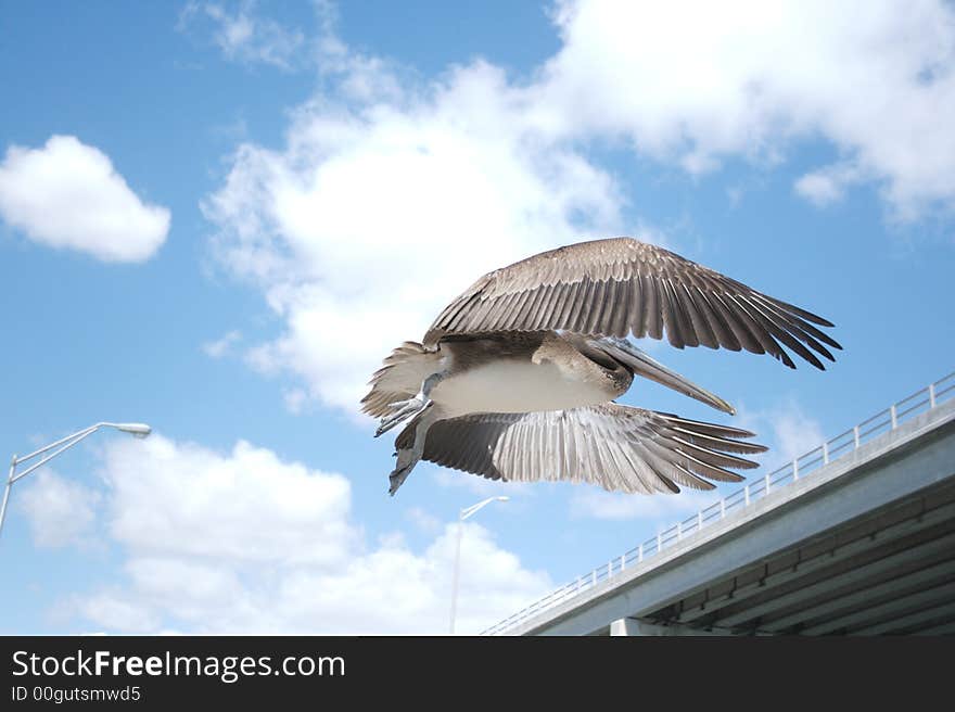 Pelican In Flight