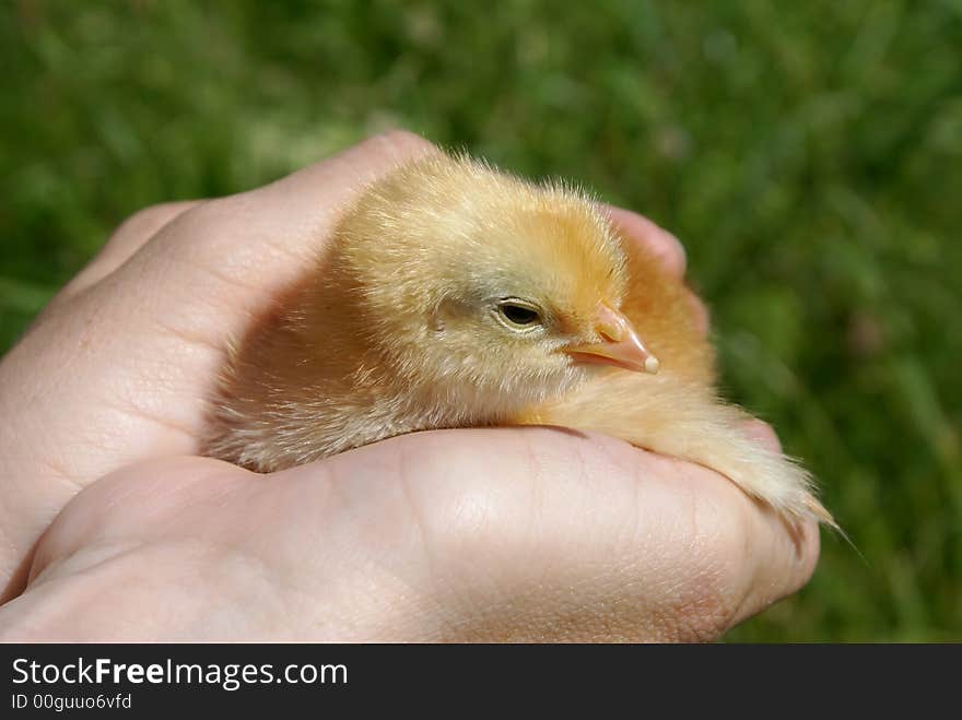 The chicken is heated in hands. The chicken is heated in hands