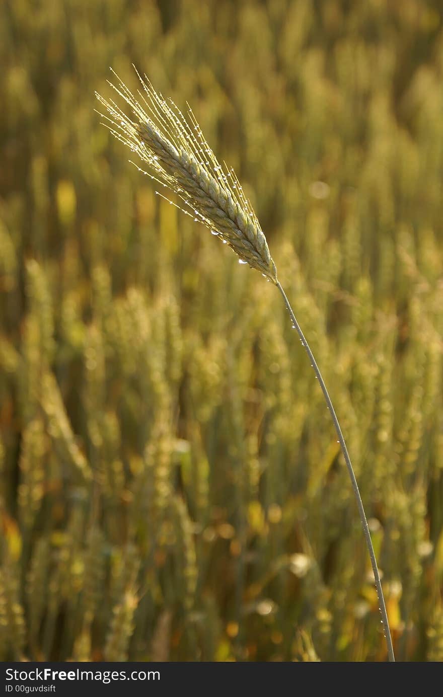 Cereal ear in morning dew. Cereal ear in morning dew